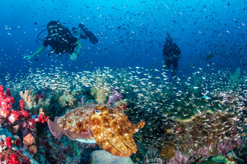 Die Artenvielfalt an Tieren und Pflanzen ist besonders im Koh Tachai Pinnacle unglaublich schön. (#04)