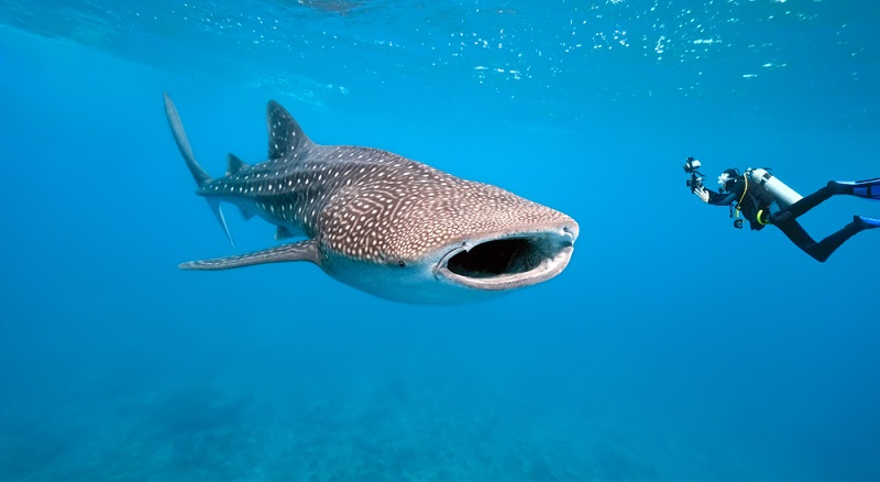 Mit den gigantischen Fischen zu tauchen ist eines der absoluten Highlights für viele Taucher. (#02)