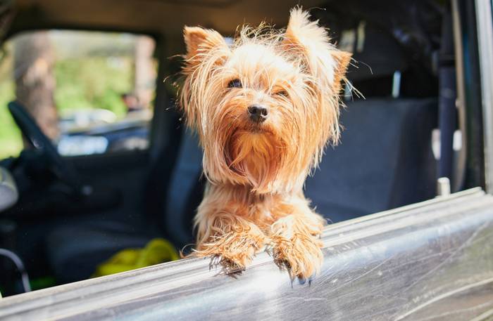 Im Auto zu verreisen ist für die Fellnase die verträglichste Art zu Reisen. (Foto: shutterstock - Vershinin89)