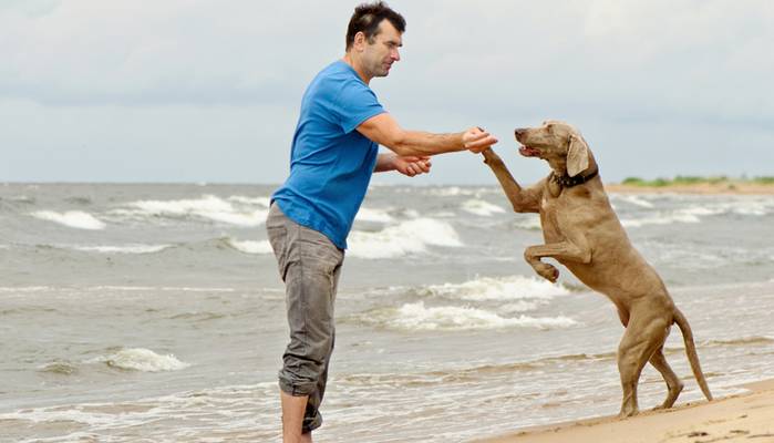 Die Strände an der Ostsee sind wie geschaffen für unsere Hunde. (Foto: shutterstock - Tatjana Baibakova)