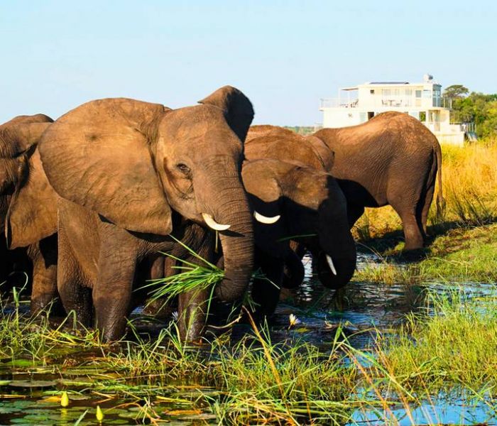 Majestätische Elefanten baden entspannt in einem natürlichen Wasserloch, eine beeindruckende Naturszene. (Foto: Chobe Princess by mantis)